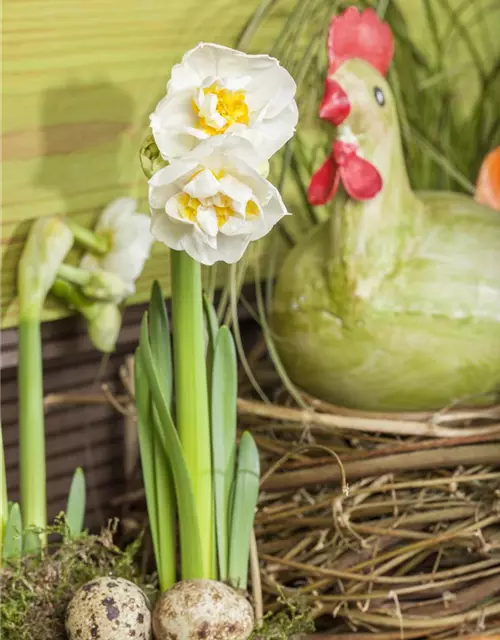 Narcissus 'Bridal Crown'