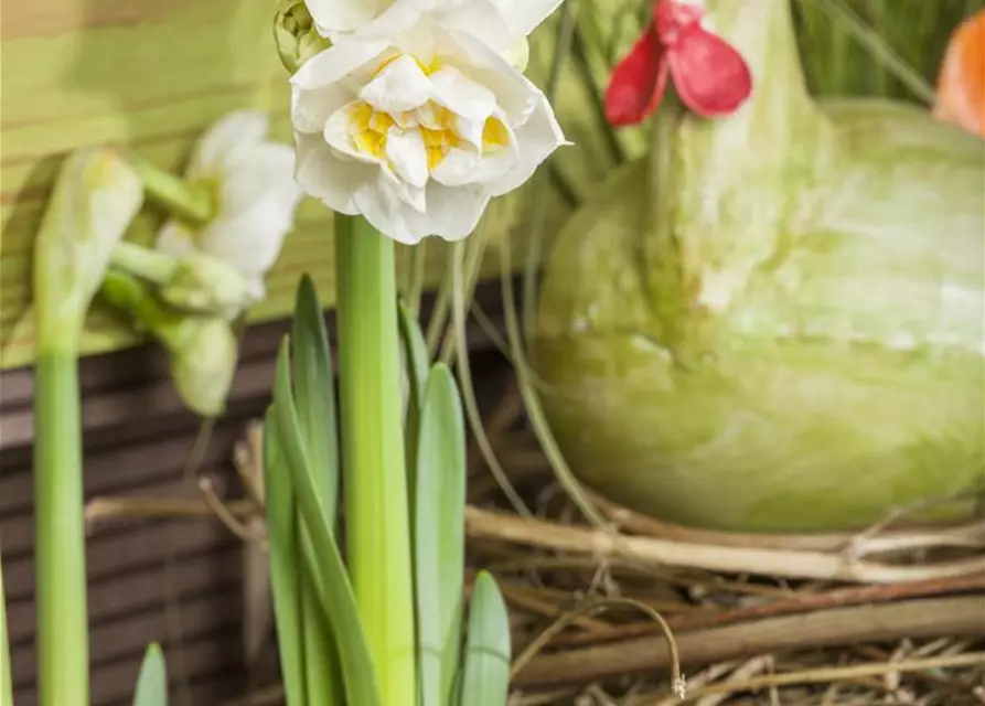 Narcissus 'Bridal Crown'