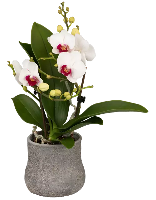 Mini-Orchidee rosa weiß, 1 rispig, 6cm Topf