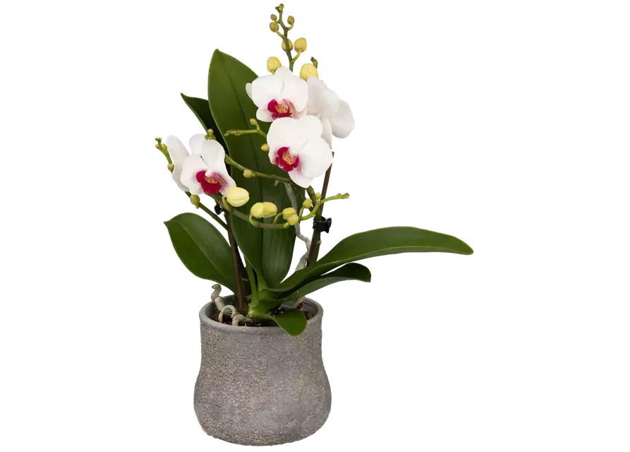 Mini-Orchidee rosa weiß, 1 rispig, 6cm Topf