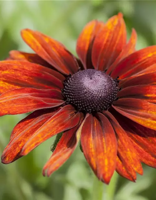 Rudbeckia 'Summerina Orange'