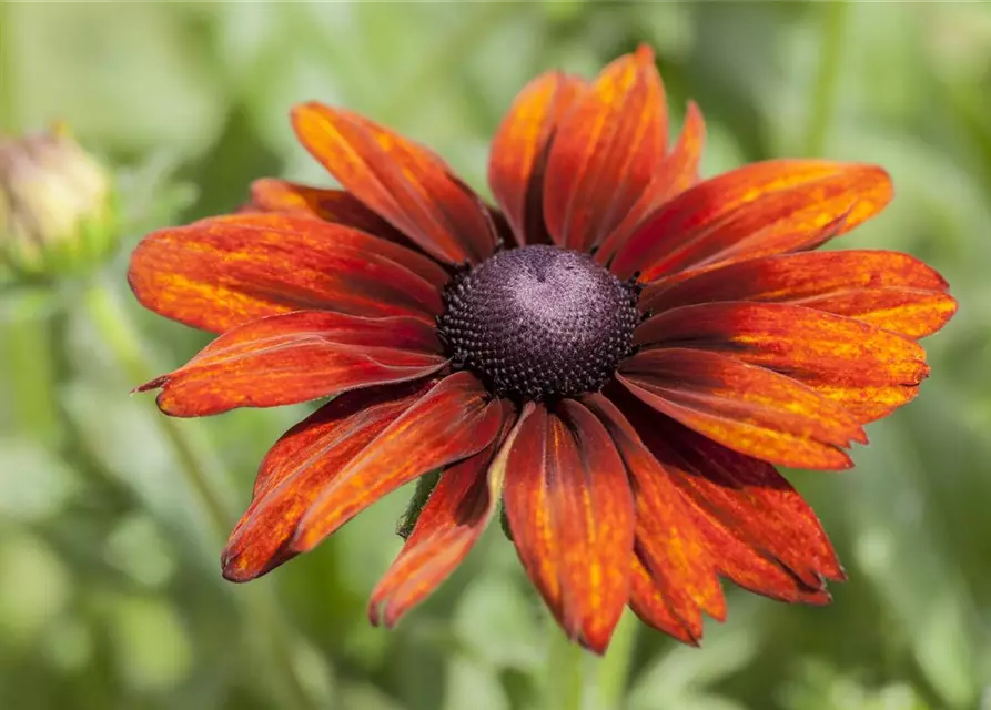 Rudbeckia 'Summerina Orange'