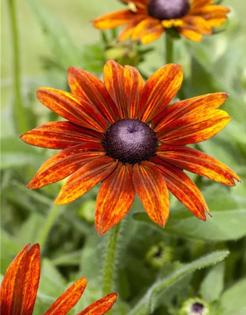 Rudbeckia 'Summerina Orange'