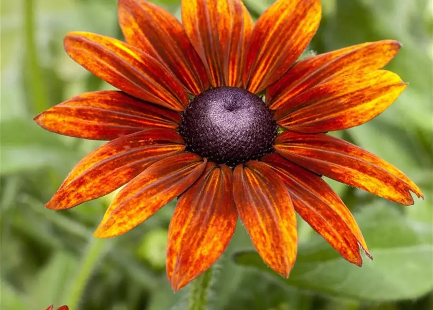 Rudbeckia 'Summerina Orange'