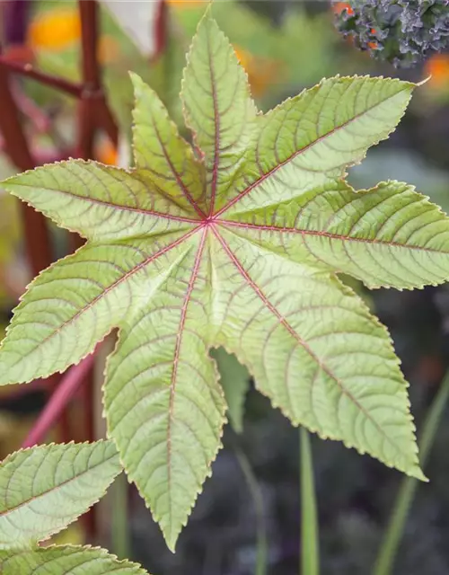 Ricinus communis