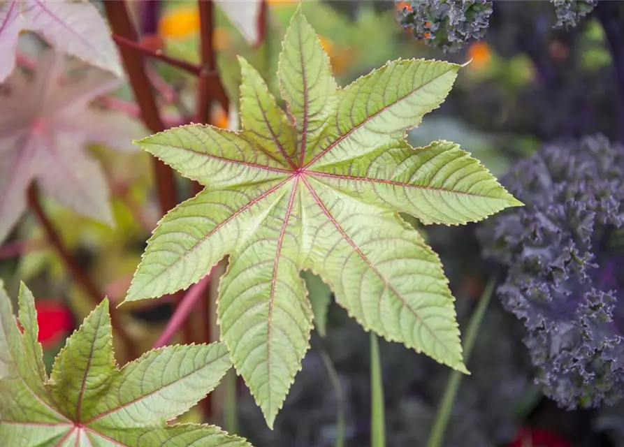 Ricinus communis