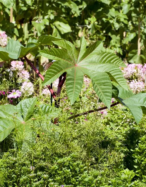 Ricinus communis