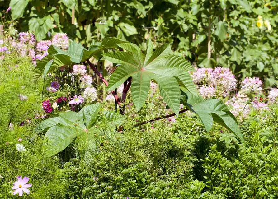 Ricinus communis