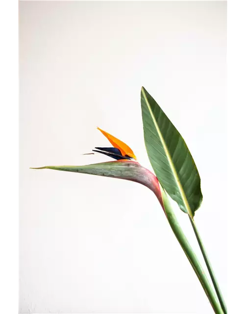 Strelitzia (Paradiesvogel) 17 cm Topf