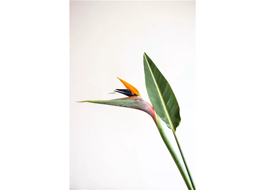 Strelitzia (Paradiesvogel) 17 cm Topf