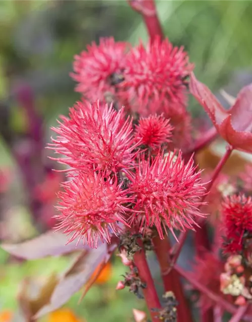 Ricinus communis