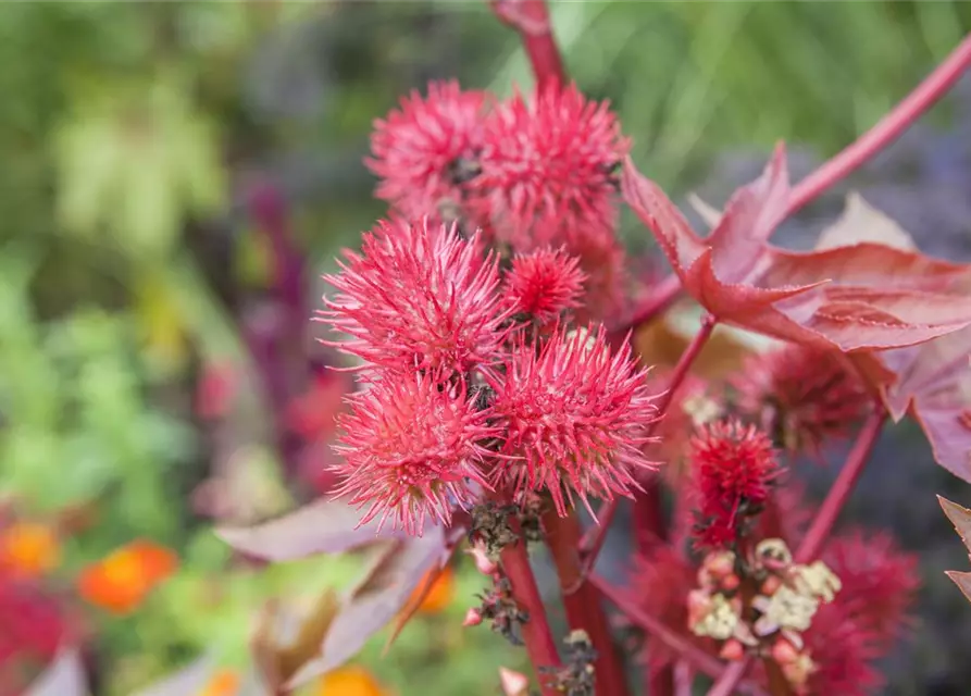 Ricinus communis