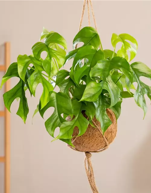 Philodendron 'Minima'