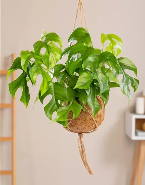 Philodendron 'Minima'