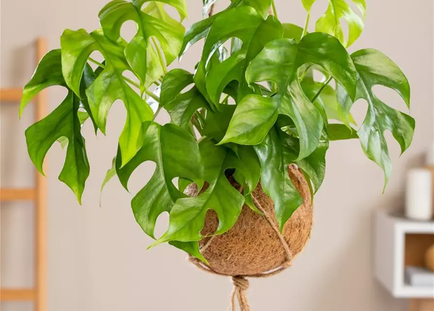 Philodendron 'Minima'