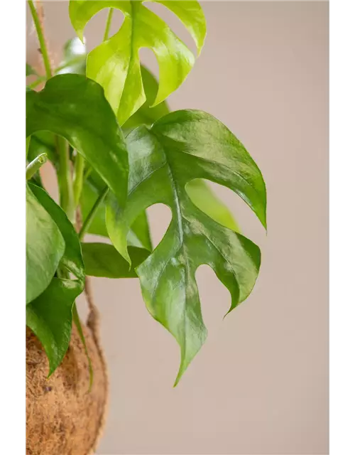 Philodendron 'Minima'