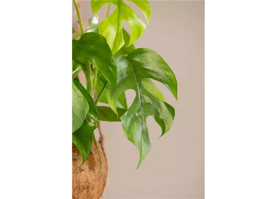 Philodendron 'Minima'