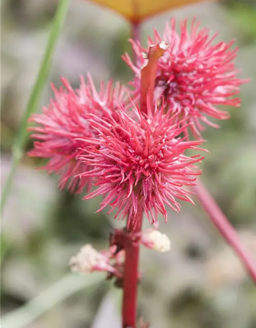 Ricinus communis