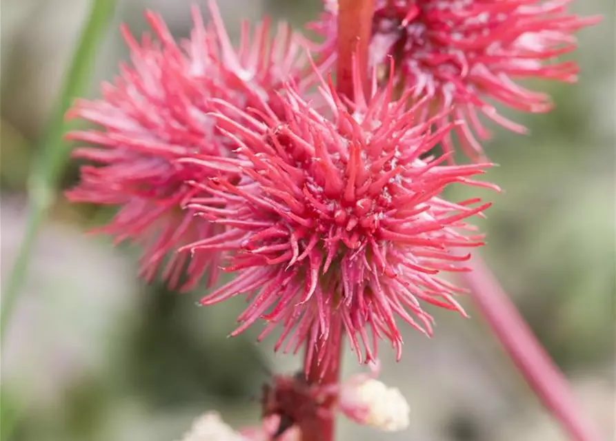 Ricinus communis