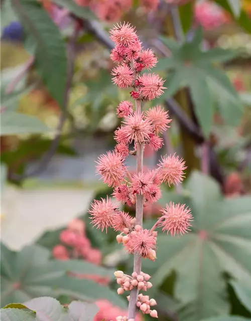 Ricinus communis