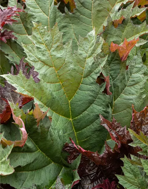 Ricinus communis