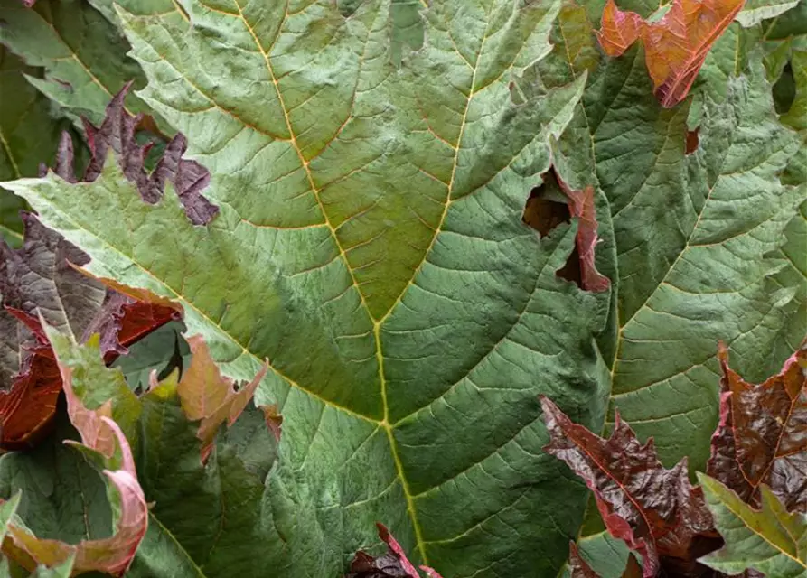 Ricinus communis