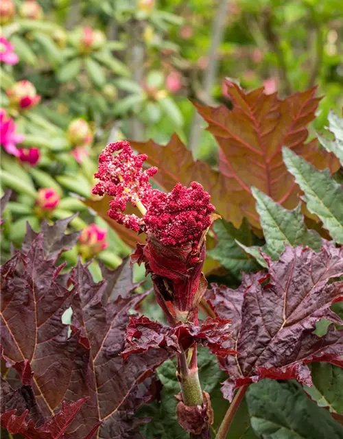 Ricinus communis