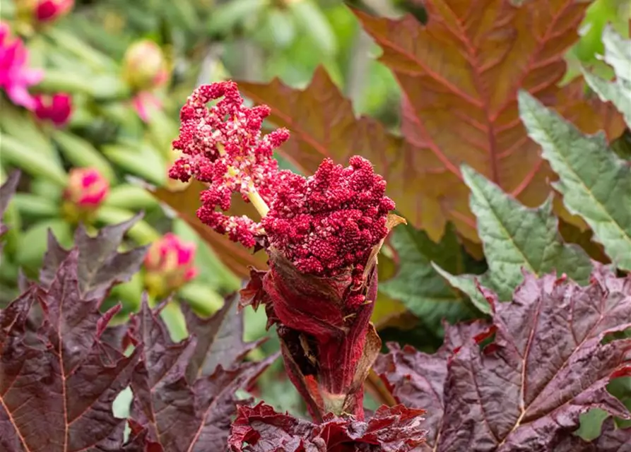 Ricinus communis