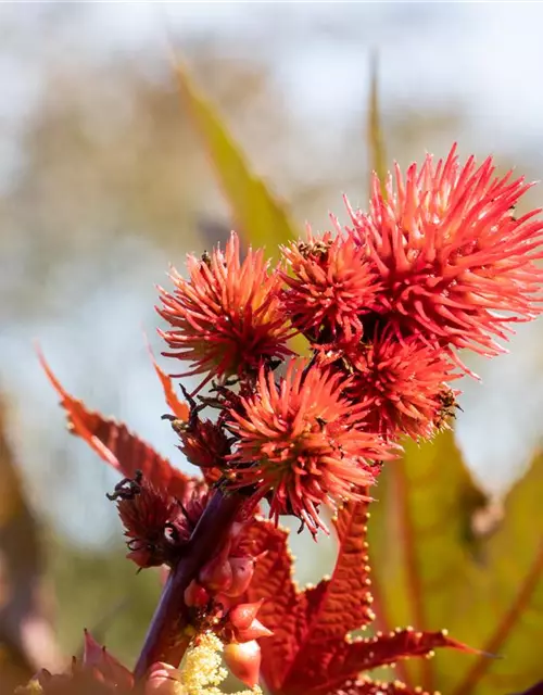 Ricinus communis