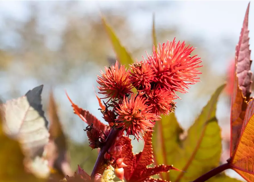 Ricinus communis