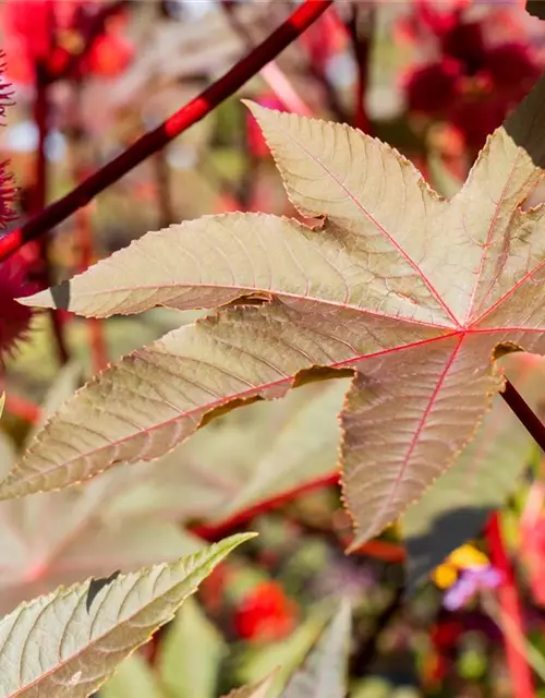 Ricinus communis