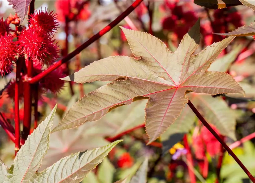 Ricinus communis