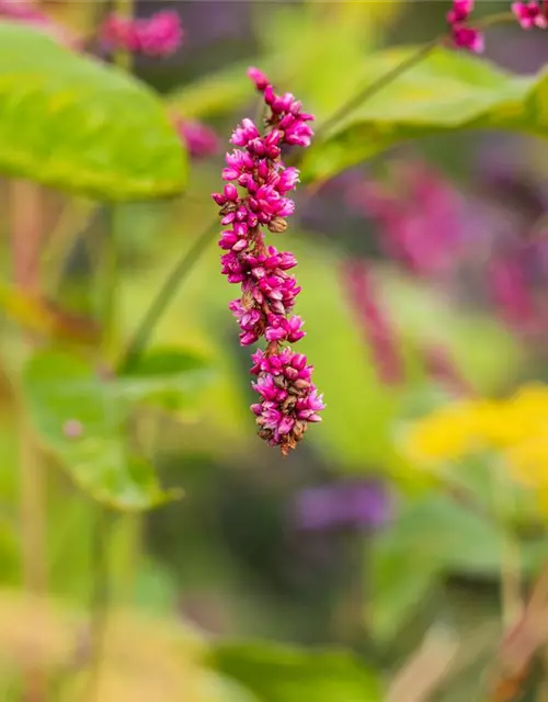 Persicaria maculosa