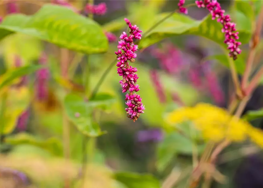 Persicaria maculosa