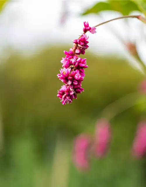 Persicaria maculosa