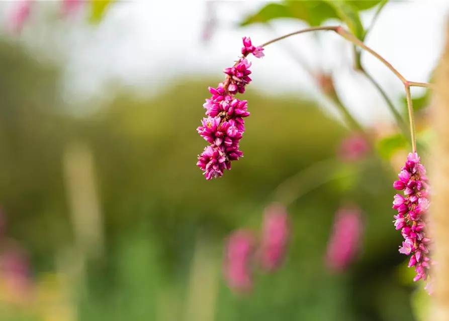 Persicaria maculosa