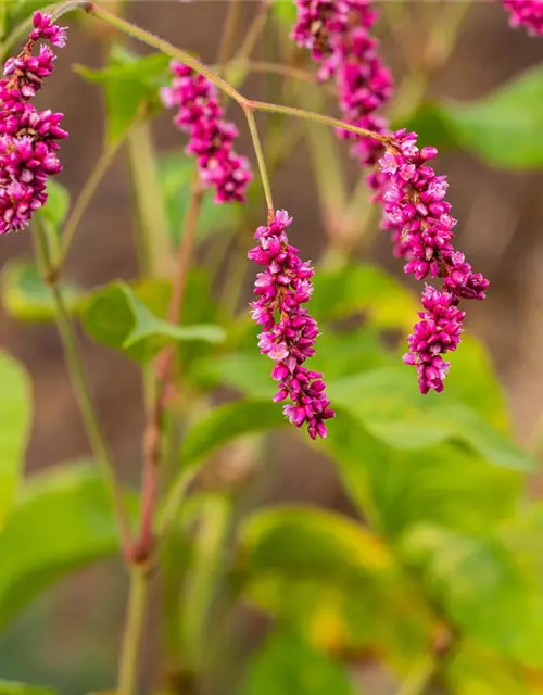 Persicaria maculosa