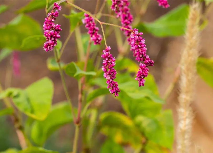 Persicaria maculosa