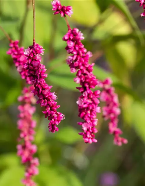 Persicaria maculosa