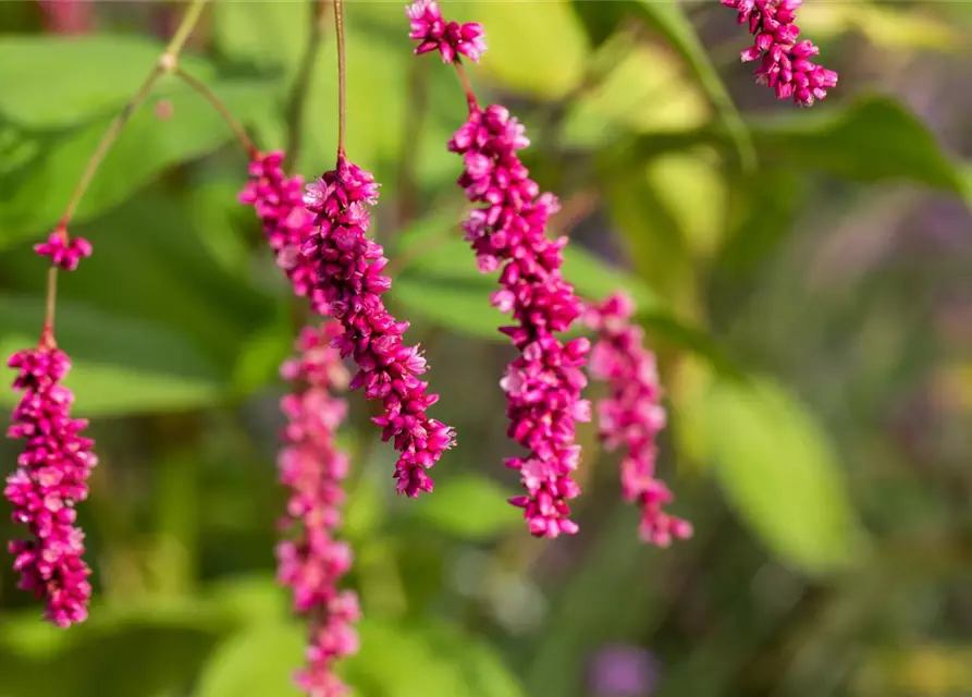 Persicaria maculosa