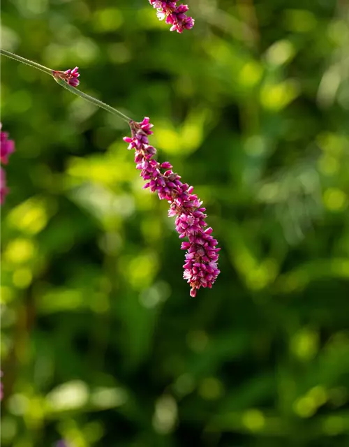 Persicaria maculosa