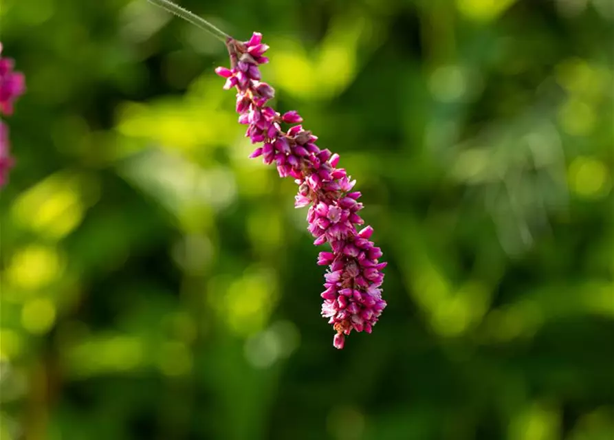 Persicaria maculosa