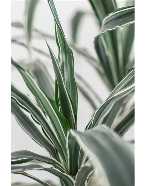 Drachenbaum 'White Jewel'