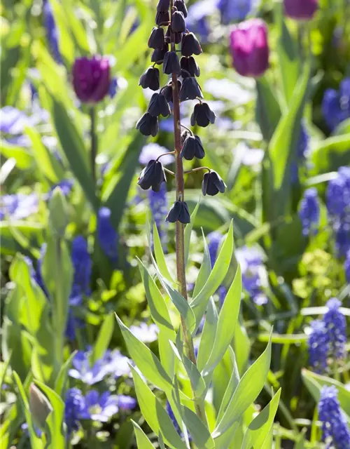 Fritillaria Persica