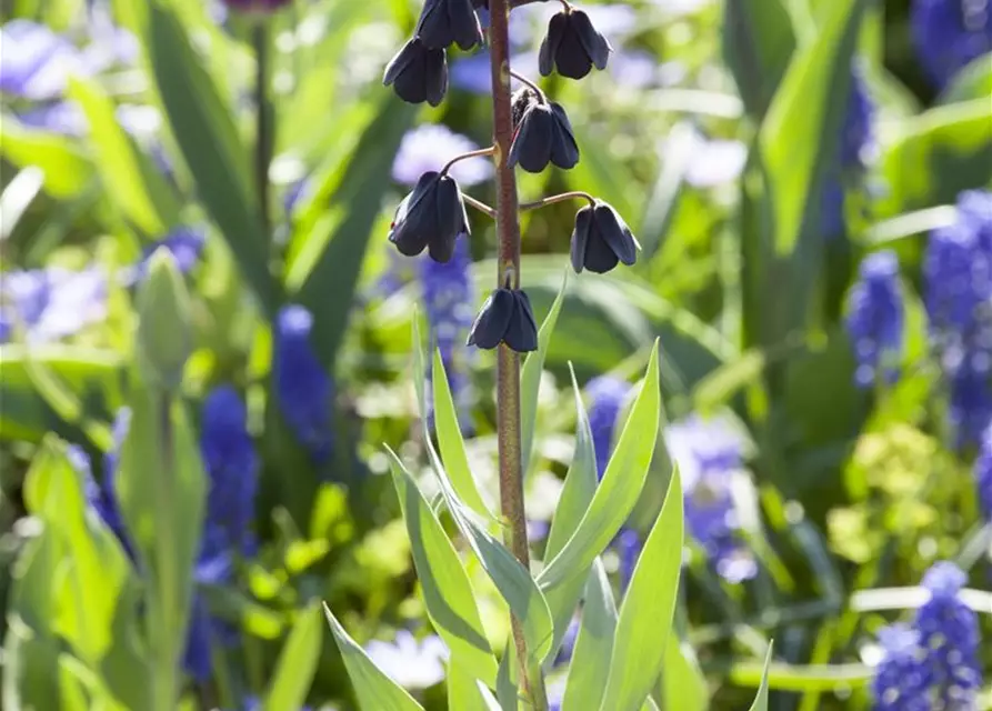 Fritillaria Persica