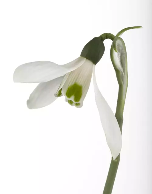 Galanthus Nivalis