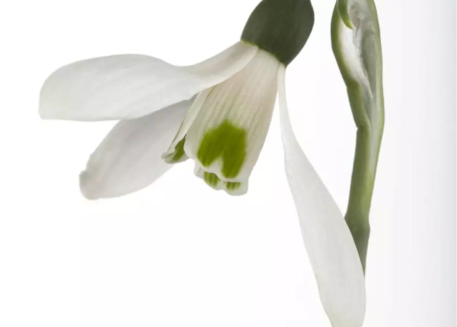 Galanthus Nivalis