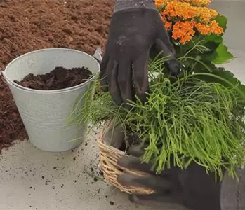 Kalanchoe - Einpflanzen in ein Gefäß