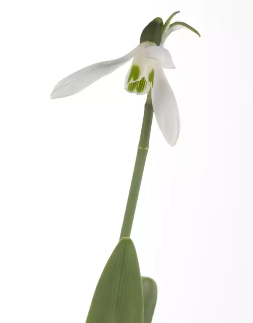 Galanthus Nivalis