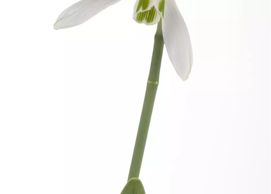 Galanthus Nivalis